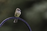 A Little Hammond's Flycatcher in Alaska