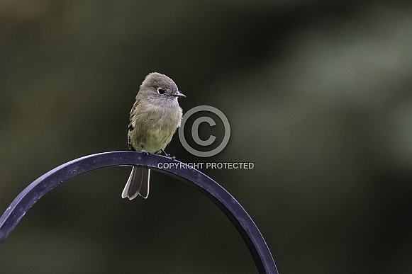 A Little Hammond's Flycatcher in Alaska A Little Hammond's Flycatcher in Alaska