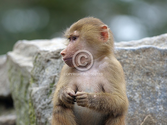 Hamadryas baboon Hamadryas baboon