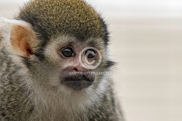 Squirrel Monkey Close Up Face Shot