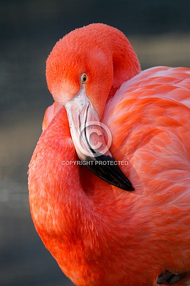 Greater flamingo (Phoenicopterus roseus)