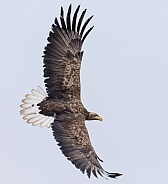 White tailed eagle or European Eagle