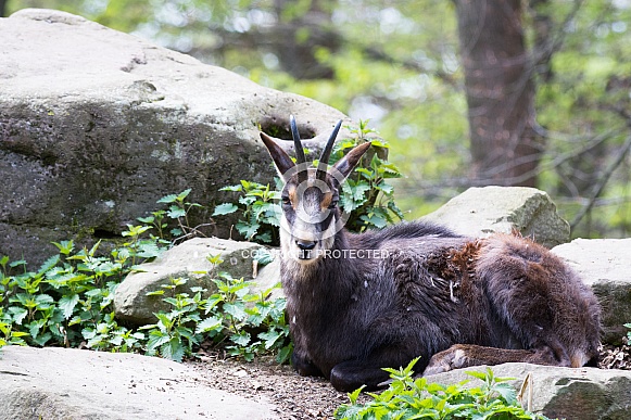 Chamois Chamois