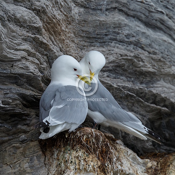 Black legged Kittiwake