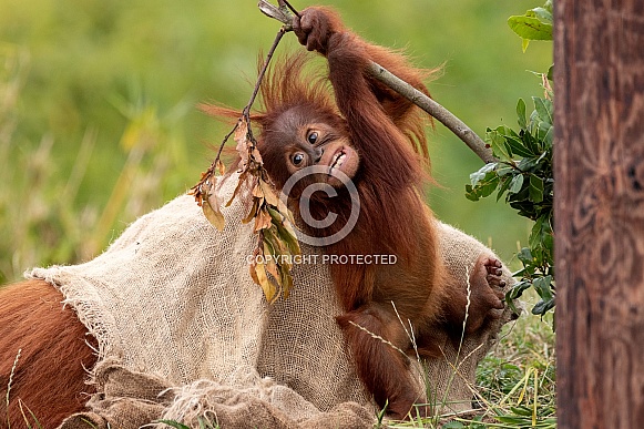 Baby Sumatran Orangutan Playing And Climbing