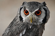 White Face Owl