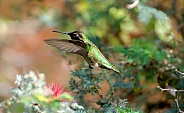 Hummingbird - Anna;s