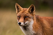 Red Fox
