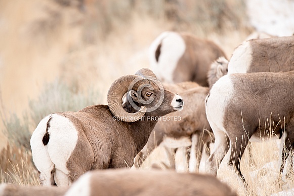 Big horn sheep (wild) Big horn sheep (wild)