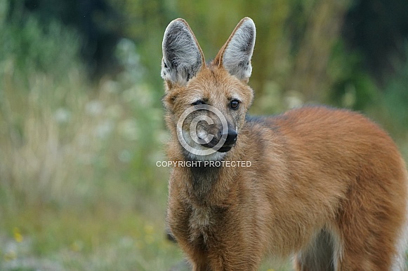 Maned Wolf