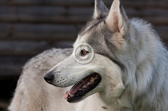 Norther inuit hybrid dog