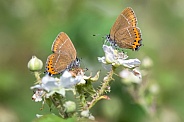 Black Hairstreak