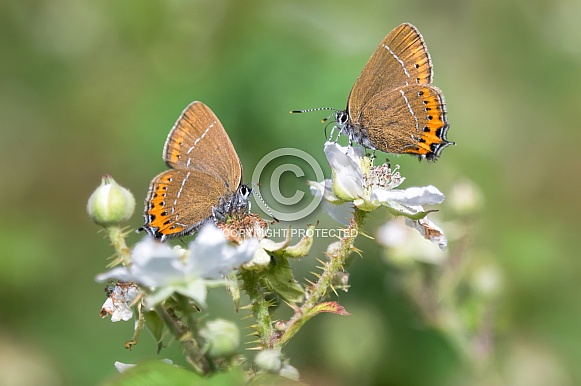 Black Hairstreak