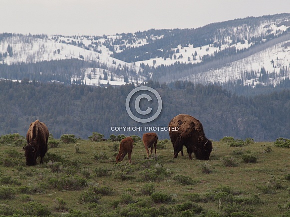 American Bison (Buffalo)