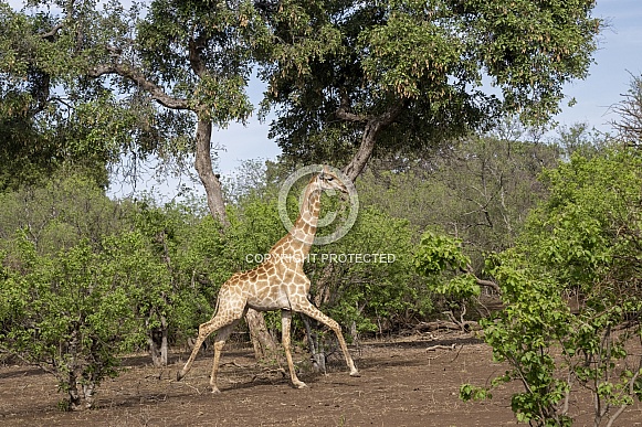 Giraffe Running