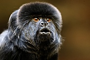Goeldi's marmoset, or Goeldi's monkey (Callimico goeldii)