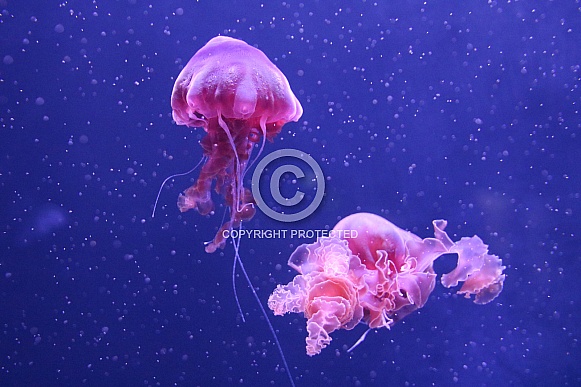 Jelly fish Jelly fish