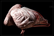 Flamingo--Balancing Flamingo