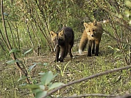 Curious Red Fox Kits