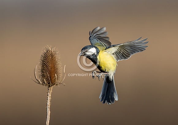 Great Tit