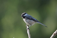 Black Capped Chickadee