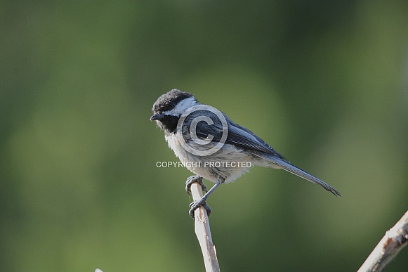 Black Capped Chickadee Black Capped Chickadee