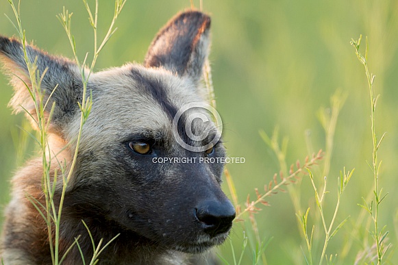 African Wild Dog