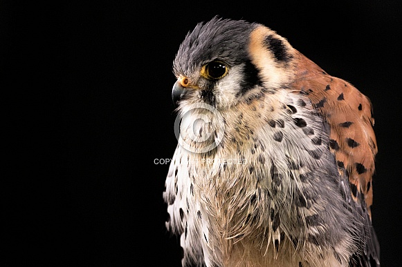 American Kestrel Close Up Side Profile