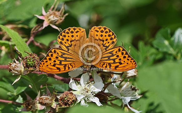 Silver washed Fritillary