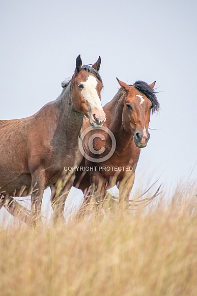 Wild Horse (Equus caballus)