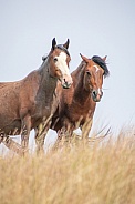 Wild Horse (Equus caballus)