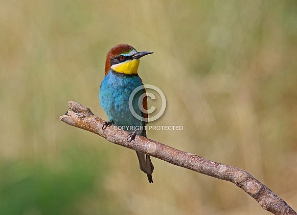 Bee eater Bee eater