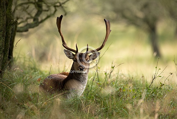 Fallow deer