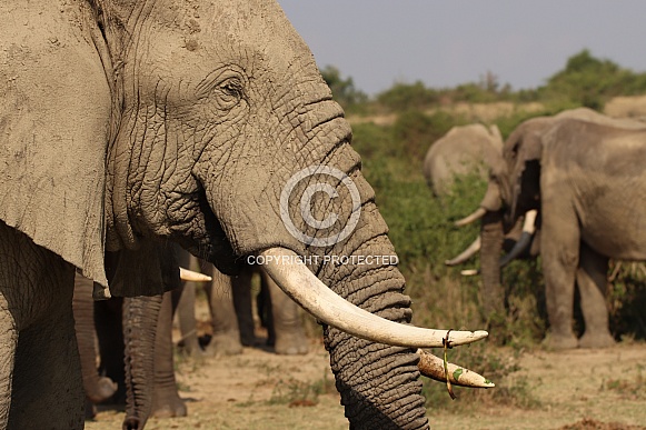 African Elephant African Elephant