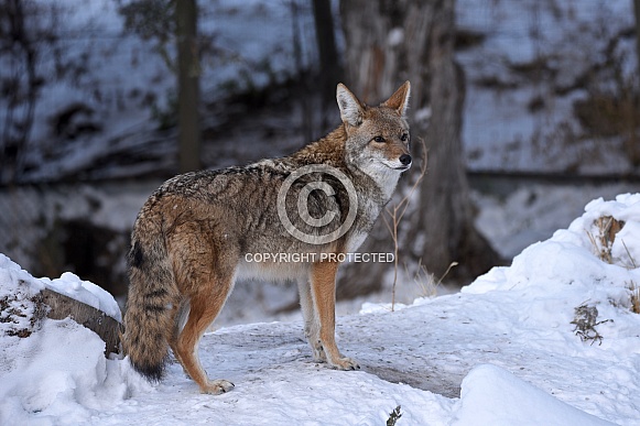 Coyote