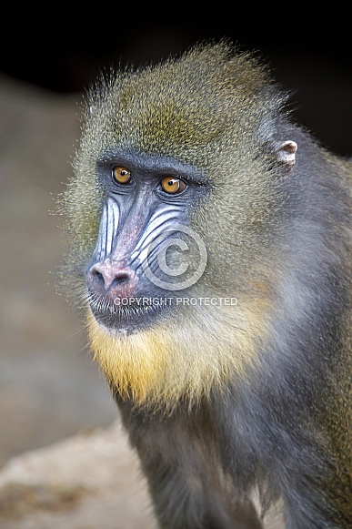 Mandrill (Mandrillus sphinx)