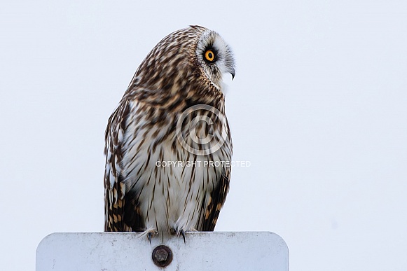 Short Eared Owls Short Eared Owls