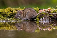 Rat