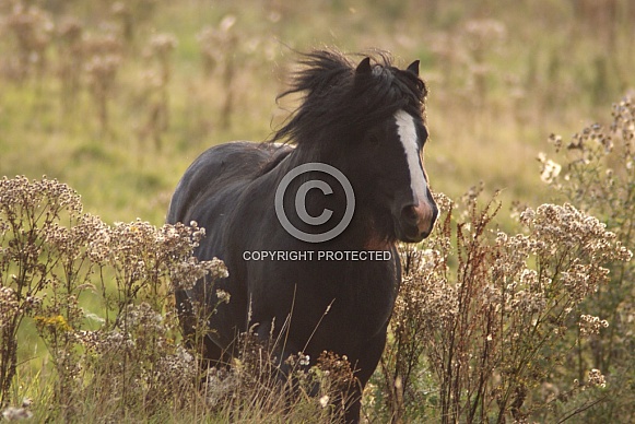 Pony