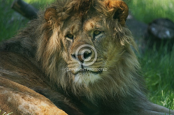 African Lion Resting in Dappled Sunlight