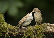 House Sparrow Feeding Young