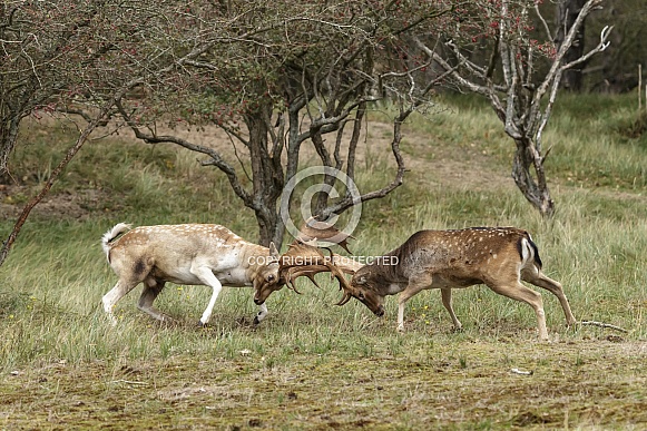 Two beautiful fallow deer are fighting in the rutting season