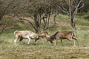 Two beautiful fallow deer are fighting in the rutting season