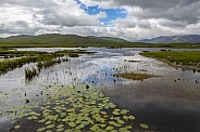 Peat bog - Republic of Ireland