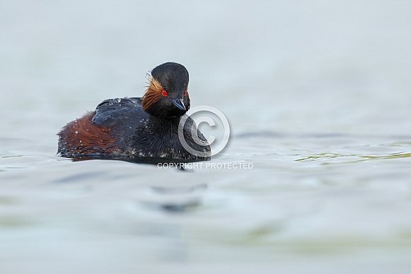 The black-necked grebe The black-necked grebe