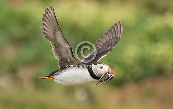 Puffin
