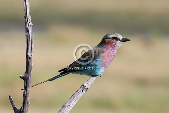 Lilac Breasted Roller Lilac Breasted Roller