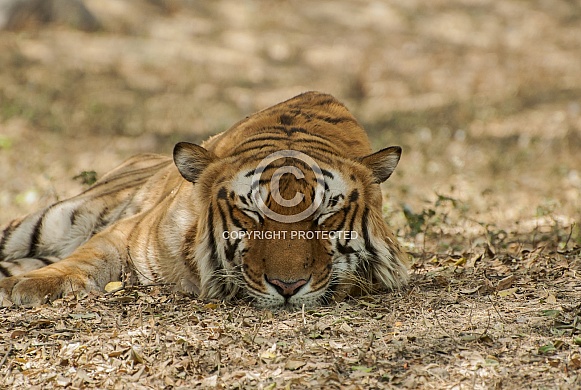 Bengal Tiger Bengal Tiger