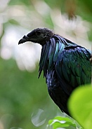 Nicobar pigeon (Caloenas nicobarica)
