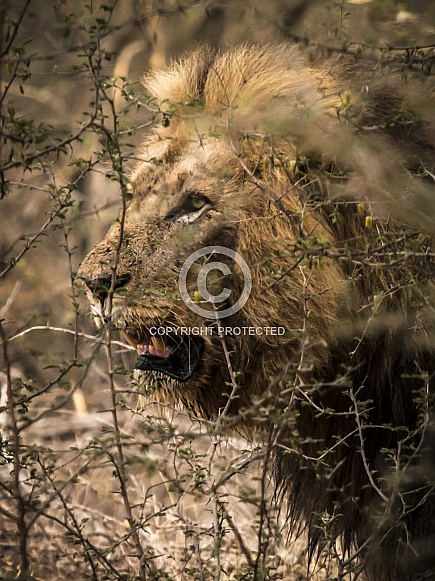 Lion